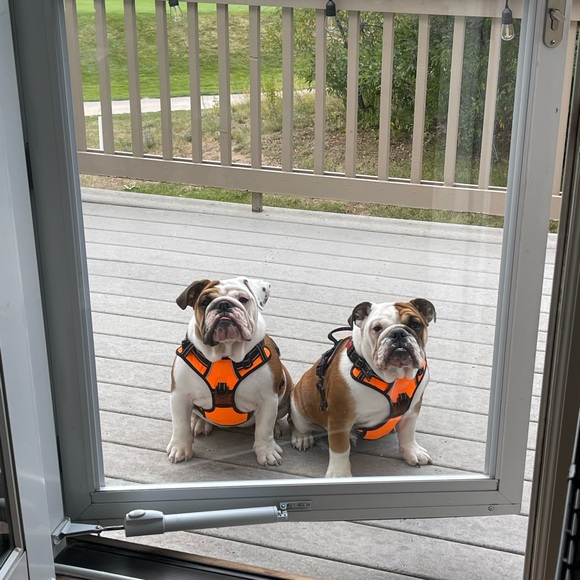 Meet your Posher, Jasmine - Picture 4 of 4